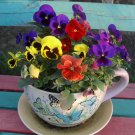 50 Giant Swiss Pansy Viola Seeds 50 Giant Swiss Pansy Viola Seeds