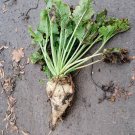 100 Heirloom Sugar Beet Root Beta Seeds