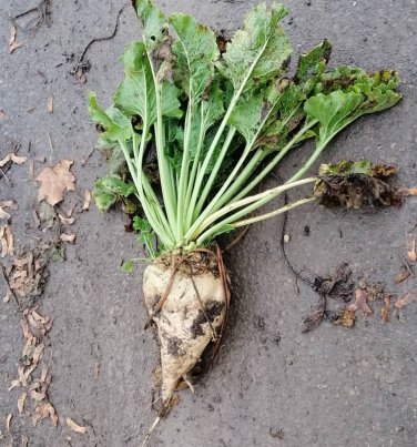 100 Heirloom Sugar Beet Root Beta Seeds