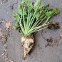 100 Heirloom Sugar Beet Root Beta Seeds
