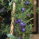 15 Purple Climbing Appleberry Billardiera Seeds