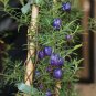 15 Purple Climbing Appleberry Billardiera Seeds