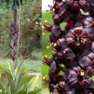 10 Black False Hellebore Veratrum Seeds 10 Black False Hellebore Veratrum Seeds