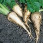 100 Heirloom Sugar Beet Root Beta Seeds