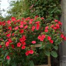 40 Red Four O'Clocks Mirabilis Seeds 40 Red Four O'Clocks Mirabilis Seeds