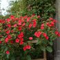 40 Red Four O'Clocks Mirabilis Seeds