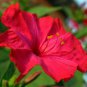 40 Red Four O'Clocks Mirabilis Seeds