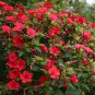 40 Red Four O'Clocks Mirabilis Seeds
