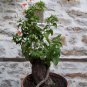 40 Red Four O'Clocks Mirabilis Seeds