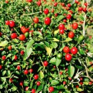 20 Chili Tepin Chiltepin Pepper Capsicum Seeds