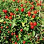 20 Chili Tepin Chiltepin Pepper Capsicum Seeds
