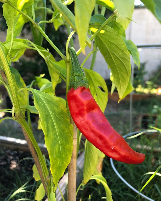 30 Heirloom Guajillo Mirasol Chili Pepper Seeds