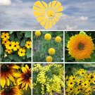 Little Box of Sunshine Yellow Flower Seed Collection Little Box of Sunshine Yellow Flower Seed Collection