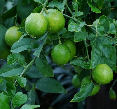 8 Mexican Key Lime Citrus Seeds