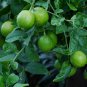 8 Mexican Key Lime Citrus Seeds