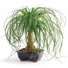150 Ponytail Palm Nolina Beaucarnea Bulk Seeds