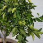 8 Mexican Key Lime Citrus Seeds