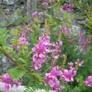 25 Wild True Indigo Indigofera Seeds