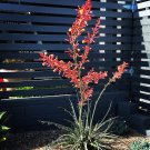 15 Texas Red Yucca Seeds