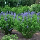 15 Blue Wild Indigo Baptisia Seeds 15 Blue Wild Indigo Baptisia Seeds