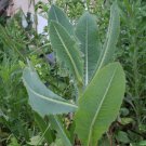 10 Wild Bitter Lettuce Lactuca Seeds