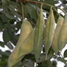 8 Kentucky Coffee Tree Gymnocladus Seeds