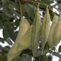 8 Kentucky Coffee Tree Gymnocladus Seeds
