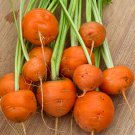 80 French Heirloom Round Carrot Parisian Seeds
