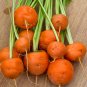 80 French Heirloom Round Carrot Parisian Seeds