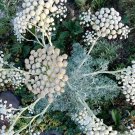 25 White Moon Carrot Seseli Seeds 25 White Moon Carrot Seseli Seeds