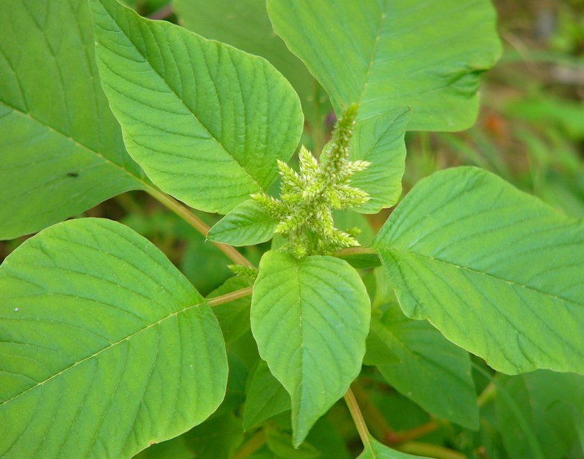 300 Green Callaloo Leaf Edible Amaranth Leaf Seeds