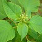 300 Green Callaloo Leaf Edible Amaranth Leaf Seeds