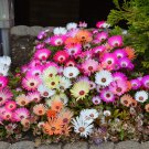 100 Ice Plant Magic Carpet Dorotheanthus Seeds