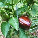 20 Bell Pepper Sweet Chocolate Beauty Capsicum Seeds