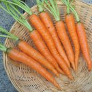 80 Baby Carrot Little Fingers Seeds