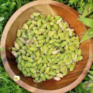 30 Organic Garbanzo Bean Chickpea Seeds