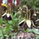 25 Columbine Chocolate Soldier Aquilegia Seeds 25 Columbine Chocolate Soldier Aquilegia Seeds
