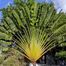 7 Traveler's Palm Ravenala Seeds
