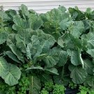 300 Vates Collard Greens Brassica Seeds