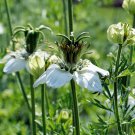 200 Kalonji Black Cumin Nigella Herb Seeds