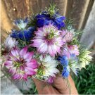 80 Love in a Mist Mix Nigella Seeds 80 Love in a Mist Mix Nigella Seeds