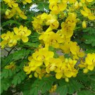 15 Butterfly Cassia Christmas Senna Seeds