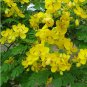 15 Butterfly Cassia Christmas Senna Seeds