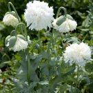 80 Peony Poppy White Pompon Papaver Seeds 80 Peony Poppy White Pompon Papaver Seeds