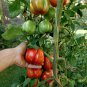 25 Heirloom Striped Cavern Stuffing Tomato Seeds