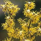 20 Hardy Witch Hazel Tree Hamamelis Seeds