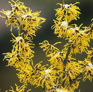 20 Hardy Witch Hazel Tree Hamamelis Seeds