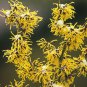 20 Hardy Witch Hazel Tree Hamamelis Seeds