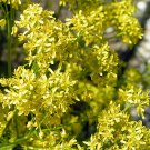 50 Blue Dyers Woad Isatis Seeds