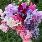 30 Fragrant Sweet Pea Flower Mix Lathyrus Seeds